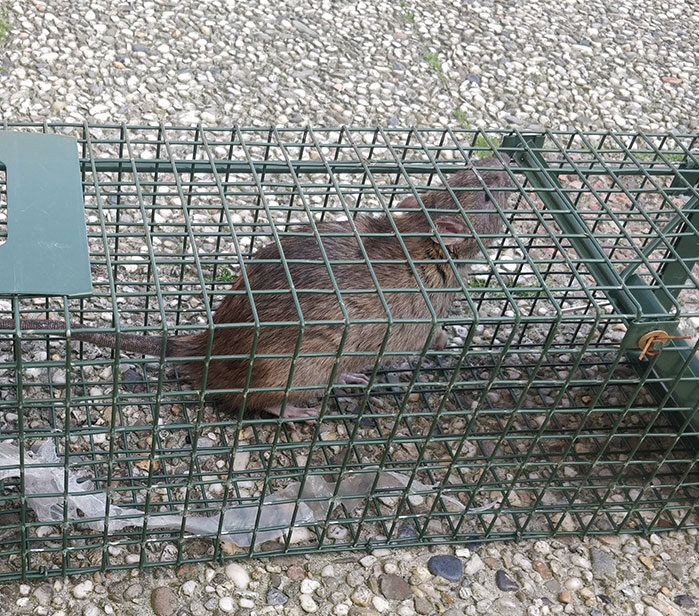 Ratten of muizen in huis